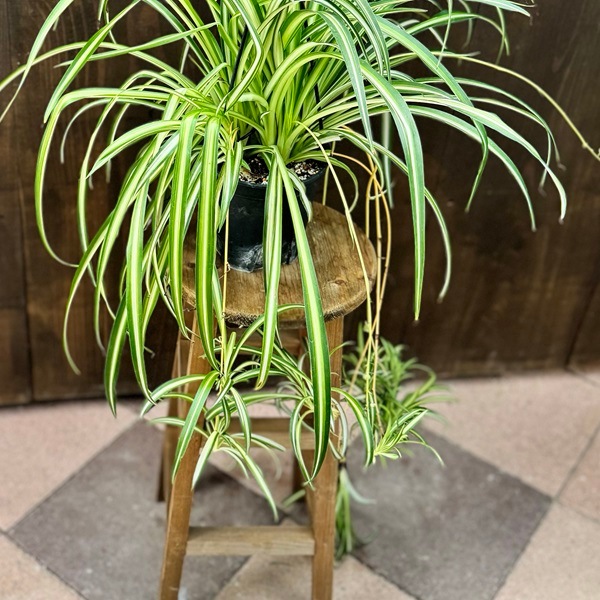 おしゃれ 観葉植物：オリヅルラン*折鶴蘭 吊り鉢 5号 | 観葉植物