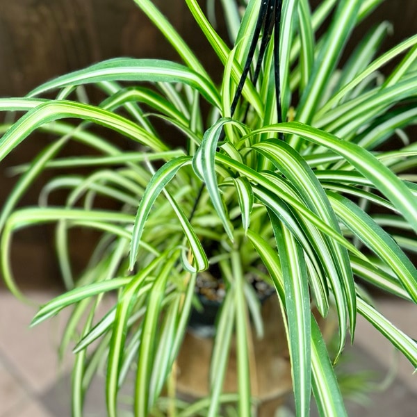 おしゃれ 観葉植物：オリヅルラン*折鶴蘭 吊り鉢 5号 | 観葉植物