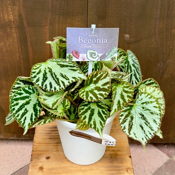 おしゃれ 観葉植物：ベゴニア シルバージュエル*Begonia silver jewel