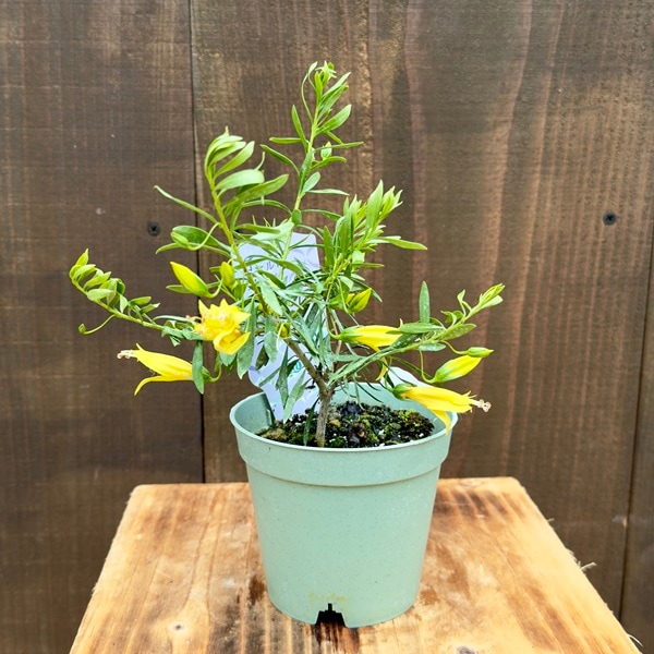 観葉植物 鉢花 苗 ガーデンプランツ ：エレモフィラ ゴールドラッシュ