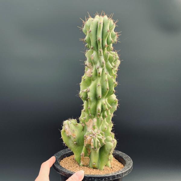 サボテン：セレウス 岩石獅子*幅14cm 現品！一品限り | サボテン