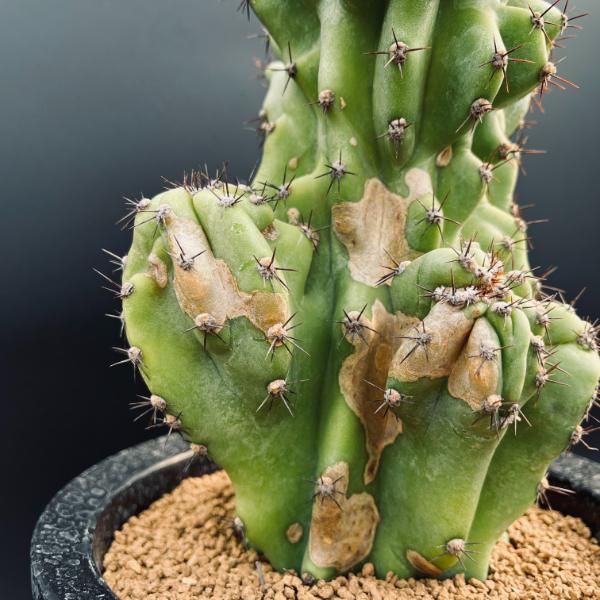 サボテン：セレウス 岩石獅子*幅14cm 現品！一品限り | サボテン