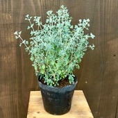 ���� ���տ�ʪ���ۥ磻�ȥ���ȥ֥å���*5�� �饴�ǥ��� ���������ץ��� �ͥ��ƥ��֥ץ��� �������ȥ�ꥢ�ץ���