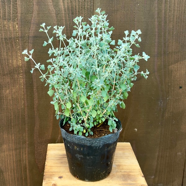 ⭐︎オージープランツ⭐︎ プロテア　スパイシー・ホワイト鉢植え ⭐︎オージープランツ⭐︎ プロテア スパイシー・ホワイト鉢植え