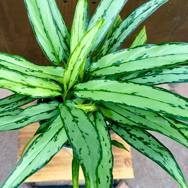 セロリ様●専用●アグラオネマ Yahoo!オークション - LA便 アグラオネマ ピクタム Aglaonema pictum Z