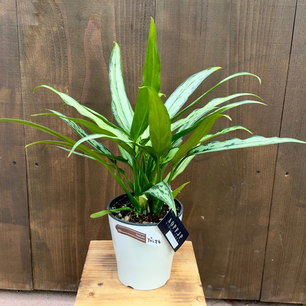 おしゃれ 観葉植物：アグラオネマ コミュタタム カトラス*5号