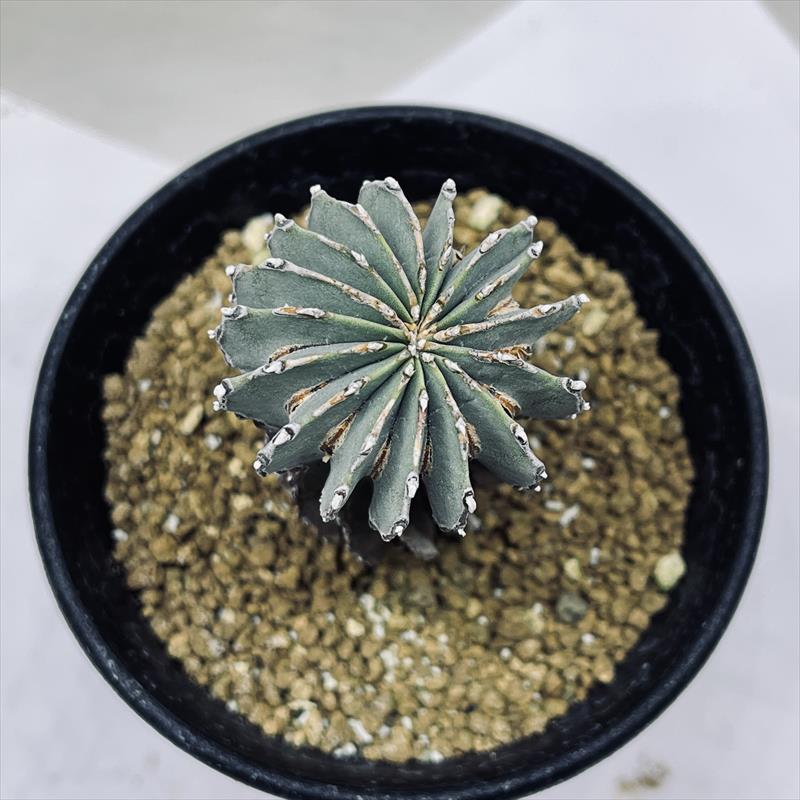 ゲオヒントニア メキシカーナ 39株 実生 サボテン 多肉植物 コーデックス サボテン：ゲオヒントニア メキシカーナ 実生*幅4cm 現品