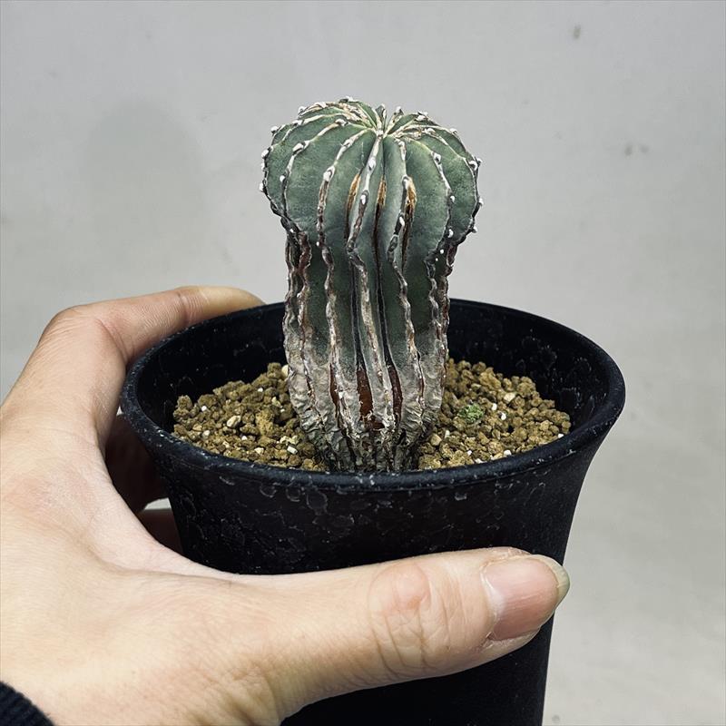 ゲオヒントニア メキシカーナ 39株 実生 サボテン 多肉植物 コーデックス サボテン:ゲオヒントニア メキシカーナ 実生*幅4cm 現品