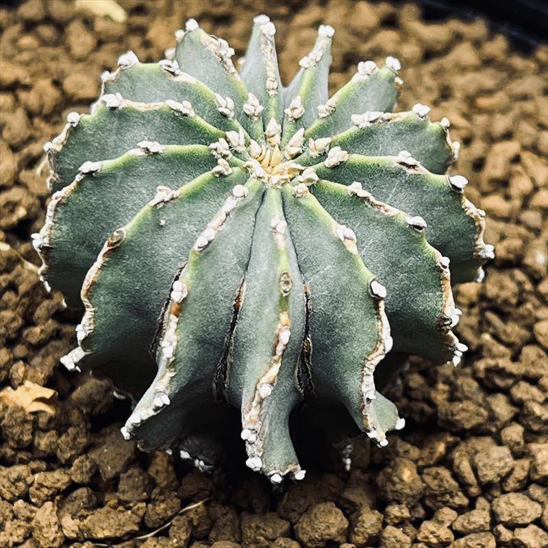 ゲオヒントニア メキシカーナ 39株 実生 サボテン 多肉植物 コーデックス サボテン：ゲオヒントニア メキシカーナ 実生*幅4cm 現品