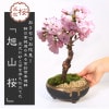 ߺϡ*㿮ھƹ֥ȭݤȺդ(2025ǯֽλ) ͺ ȭ  ָ   ץ쥼Ȥˤbonsai