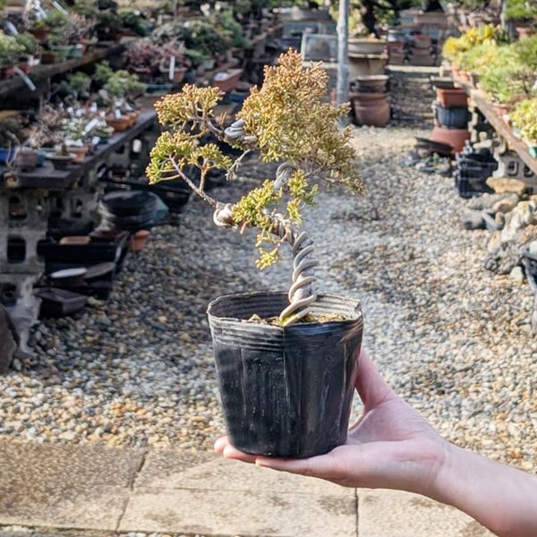 苗：真柏（曲・大）*シンパク しんぱく | 新着商品 | 遊恵盆栽 本店