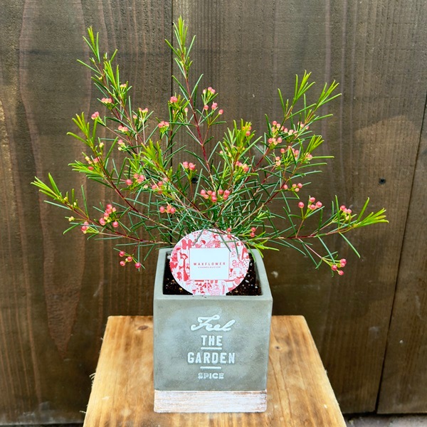 鉢選べます 観葉植物：ワックスフラワー 鉢植え* 受皿付