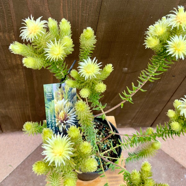 鉢花 観葉植物：フィリカ プベッセンス ワフトフェザー*5号 プラポット