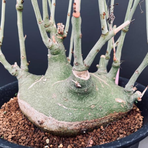 特価！コーデックス：アデニア グラウカ×スピノーサ*塊根幅