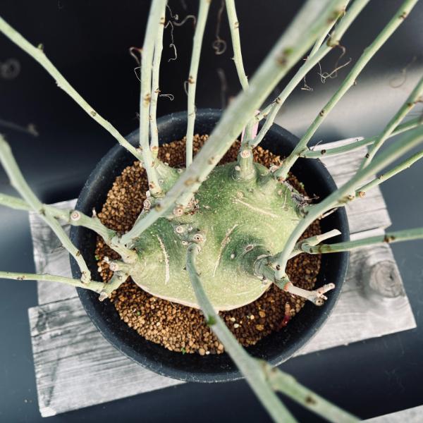 特価！コーデックス：アデニア グラウカ×スピノーサ*塊根幅16cm 現品