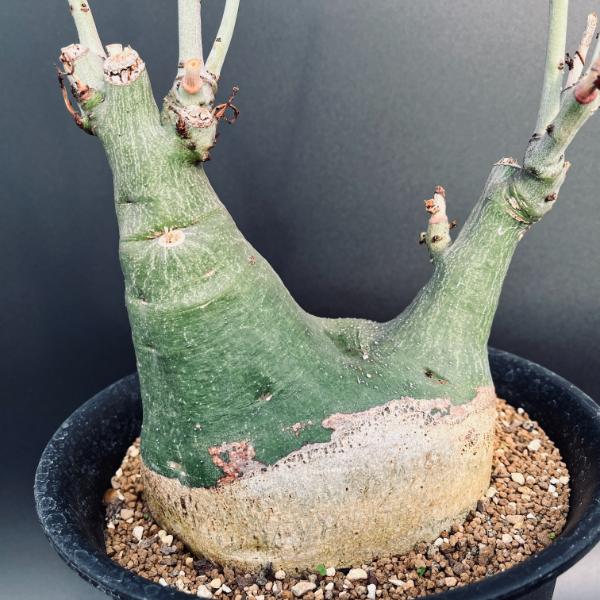 特価！コーデックス：アデニア グラウカ×スピノーサ*塊根幅14cm 現品