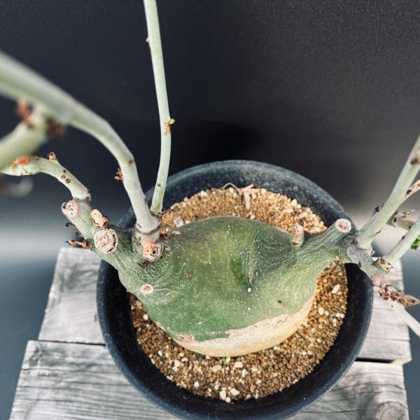 アデニア フルチコーサ2 スピノーサ グラウカ アデニア フルチコーサ2 スピノーサ グラウカ アデニア