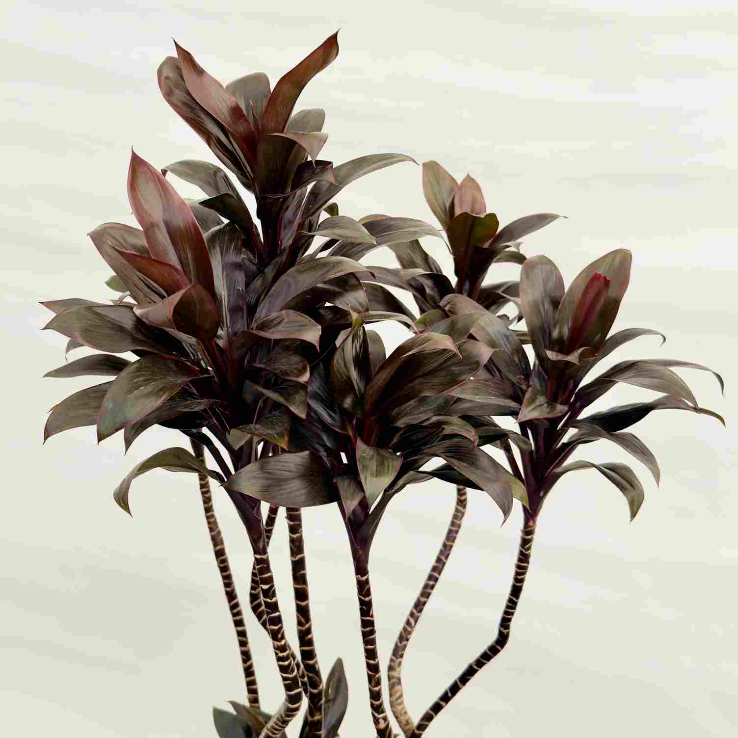 おしゃれ 鉢色選べる 観葉植物：ドラセナ パープルコンパクタ 鉢植え