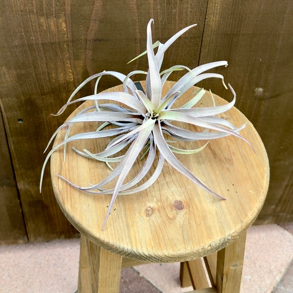 希少 エアプランツ チランジア ココナッツグローブ 植物/観葉植物 エア