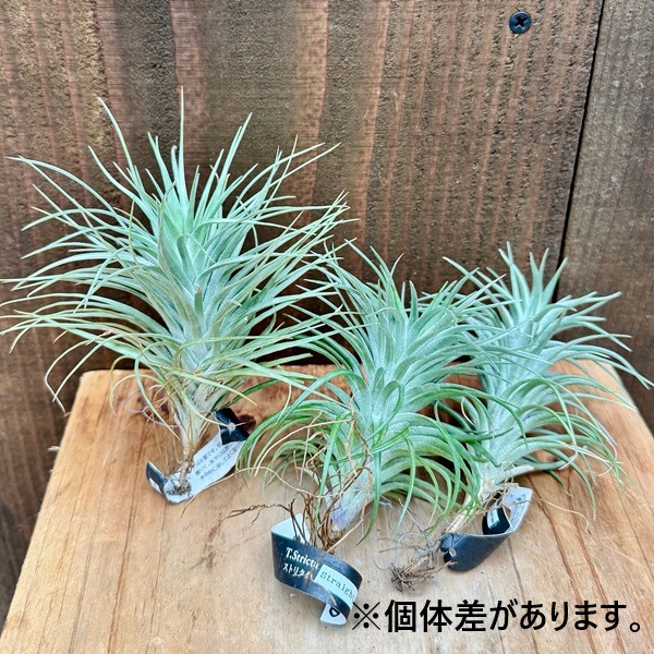 大株　ストリクタ・ピニフォルミス (エアープランツ、チランジア) 大株 ストリクタ・ピニフォルミス (エアープランツ、チランジア