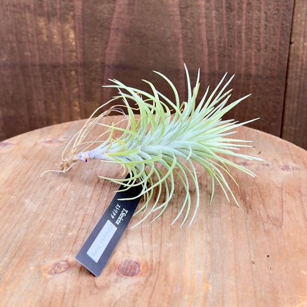 おしゃれ 観葉植物 エアープランツ：チランジア ストリクタ ストレート