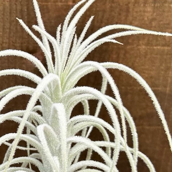 おしゃれ 観葉植物 エアープランツ：チランジア テクトラム カウ