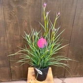 ������� ���տ�ʪ ȭ�֡����󥬥롼�ݡ� �����˥Х�*�� 5�� �ץ�ݥå�