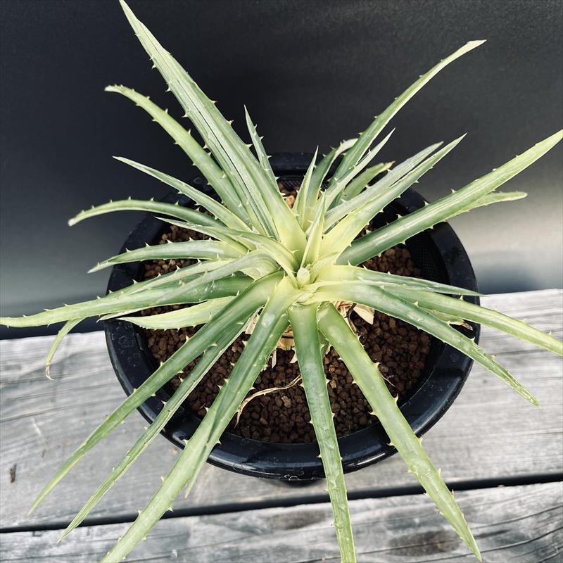 ディッキア 2頭 特選鉢植え 多頭 プロメリア アガベ 珍奇植物 多肉植物