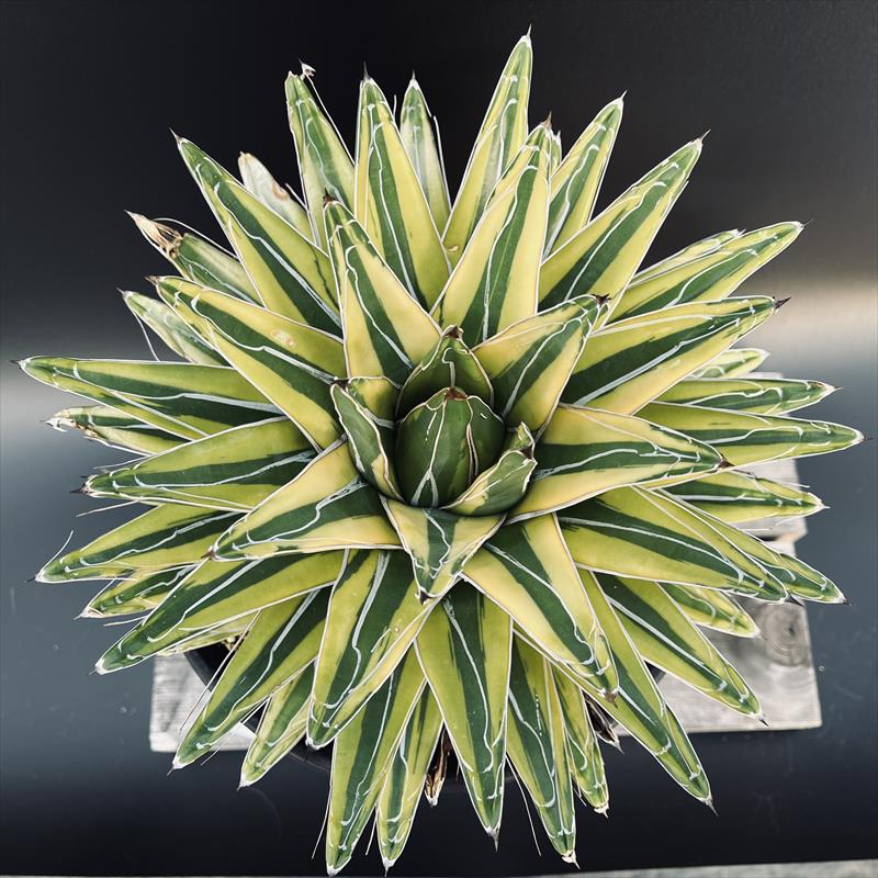 多肉植物：アガベ 笹の雪錦 覆輪*幅28cm 現品！一品限り | サボテン