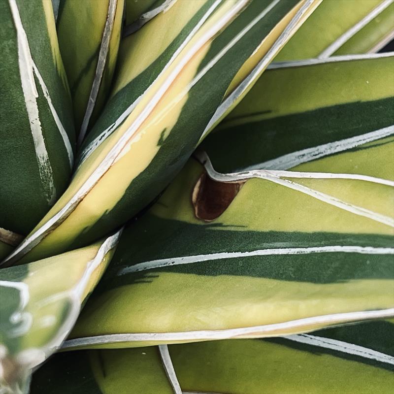 多肉植物：アガベ 笹の雪錦 覆輪*幅28cm 現品！一品限り | サボテン