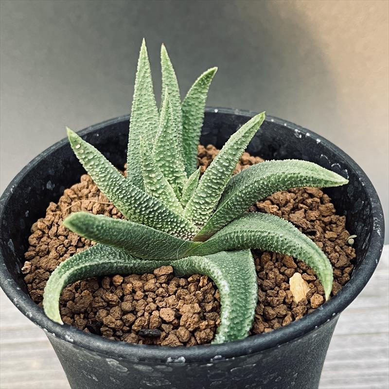 多肉植物:ハオルチア スカブラ ツベルクラータ*幅8cm 現品!一品限り | サボテン&多肉植物,多肉植物 | 遊恵盆栽 本店
