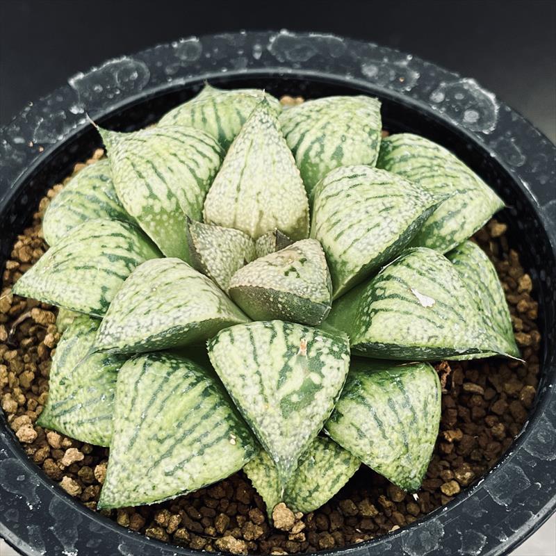 多肉植物：ハオルチア 関西系モザイクピクタ*幅7.5cm 現品！一品限り