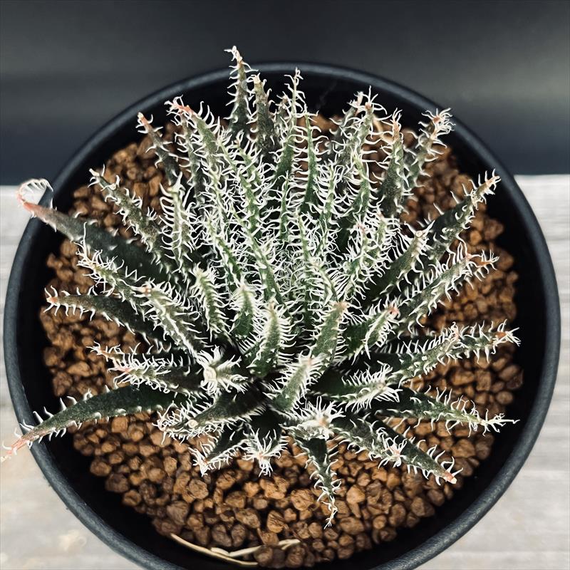 多肉植物：アロエ ハオルチオイデス*M 幅7cm | サボテン＆多肉植物