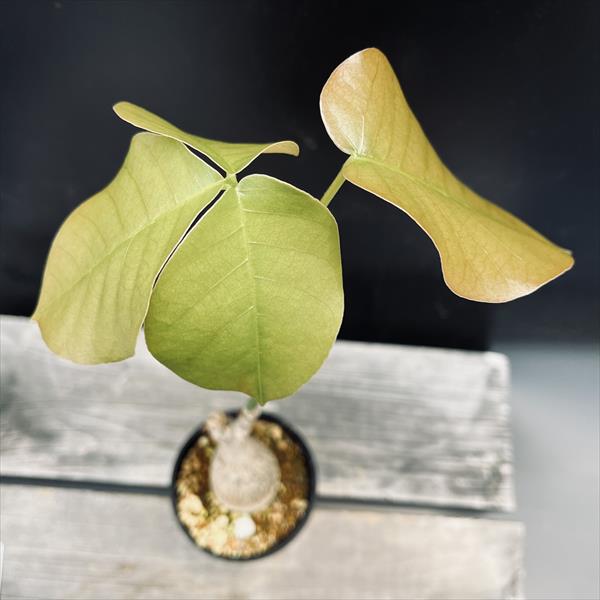 【美株】 ボンバックス サボテン 多肉植物 塊根 コーデックス 観葉植物 GABA｜姫路｜加古川｜神戸｜おすすめのおしゃれな観葉植物