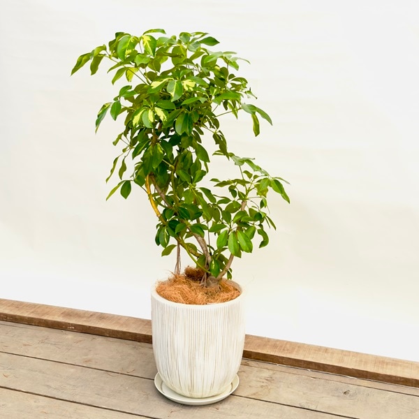 おしゃれ 観葉植物：シェフレラ 鉢植え 受皿付*ココヤシ飾り 現品をお