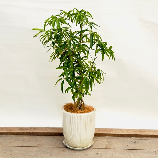 おしゃれ 観葉植物：シェフレラ アンガスティフォリア 鉢植え 受皿付 