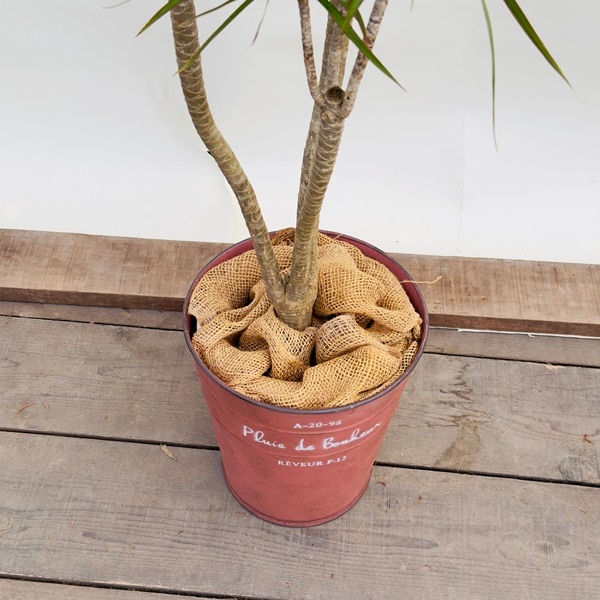おしゃれ 観葉植物：ドラセナ コンシンネ*鉢カバー麻布 現品をお届け