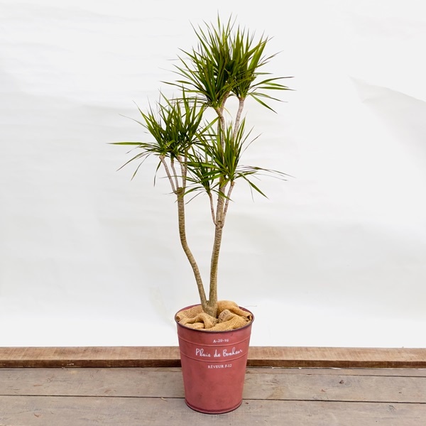 おしゃれ 観葉植物：ドラセナ コンシンネ*鉢カバー麻布 現品をお届け