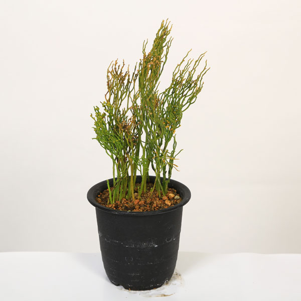 ☆松葉蘭【雲龍獅子】山野草春蘭シダ | SFTOX.COM