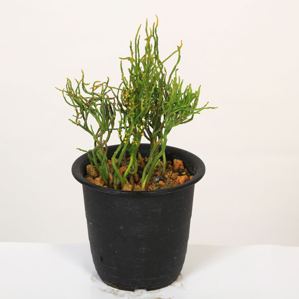 古典園芸植物：松葉蘭（マツバラン）「真大捻」*まつばらん | 古典植物