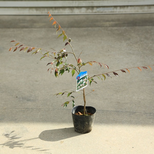 ���ڡ����ڡ��ҥ᥵���󥫡ʥ���ꥢ������ʥ��������ɡ�*ɱ�����󥫡��ݥåȡ�PVP