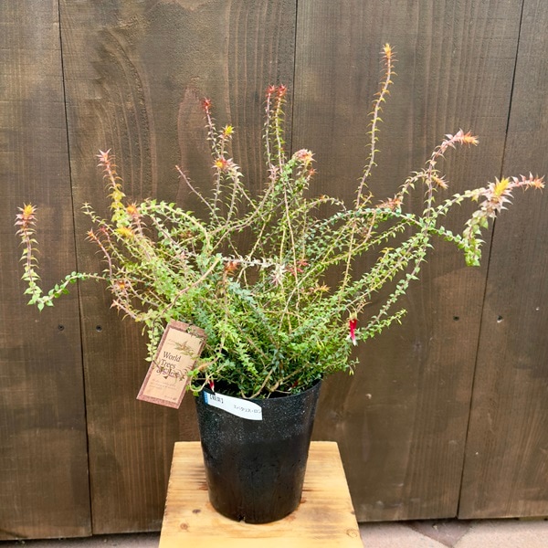  ���տ�ʪ ���ġ����ѥ��ꥹ ���󥮥ե�����*6�� ���������ץ���