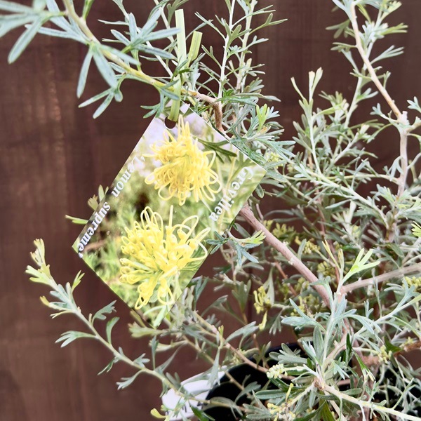 花苗 観葉植物：グレビレア レモンサプリーム*5号 オージープランツ
