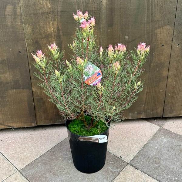 ジョーイセルリア カルメン おしゃれ 観葉植物 花苗：カルメン*5.5号