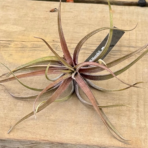 おしゃれ 観葉植物 エアープランツ：チランジアノバキー R*エア