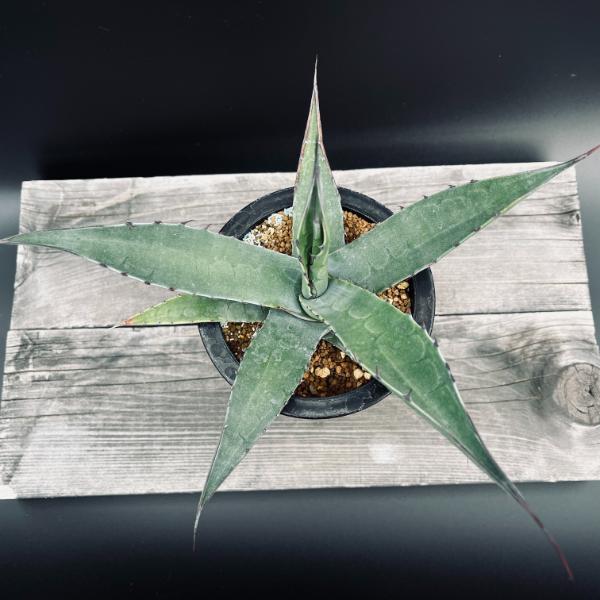 【2025春夏新色】 多肉植物：アガベ 現品！一品 実生*幅26cm オバティフォリア アガベ