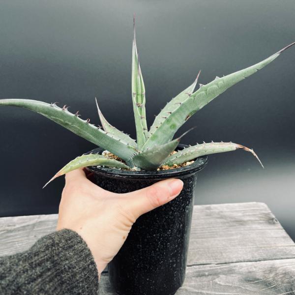 多肉植物　アガベ　オバティフォリア　バンジー　実生　超特大 多肉植物：アガベ オバティフォリア 実生*幅26cm 現品！一品