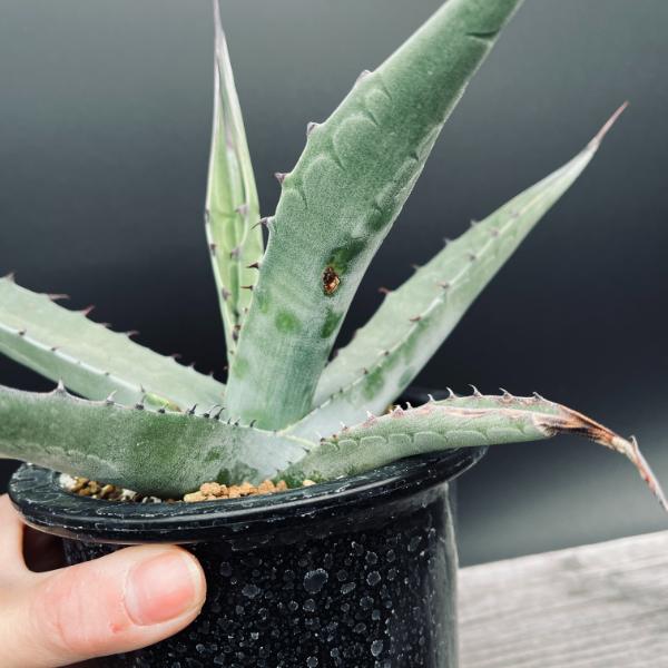 多肉植物：アガベ オバティフォリア 実生*幅26cm 現品！一品