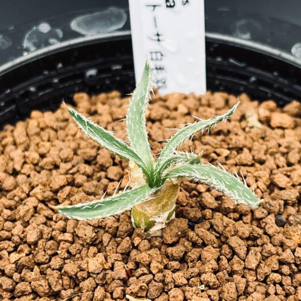 球根植物：ゲチリス セトーサ 白毛羽*葉幅4cm | サボテン＆多肉植物