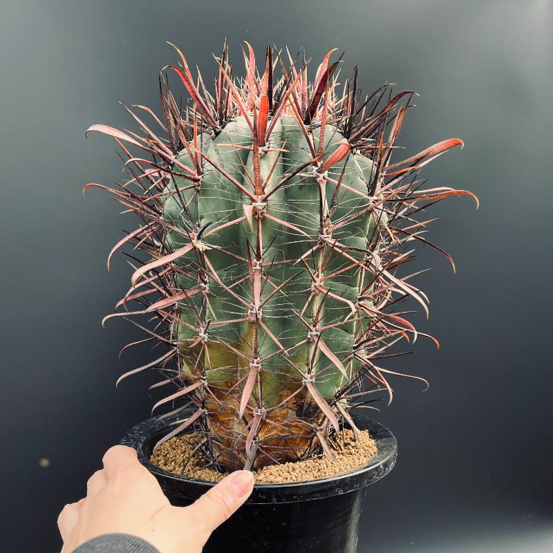 超激レア　アウストロカクタス　FN付き苗色々　４０株セット サボテン：フェロカクタス 偉冠竜*幅16cm 現品！一品限り | サボテン